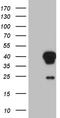 Zinc finger protein AEBP2 antibody, CF810230, Origene, Western Blot image 