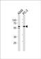 Radical S-Adenosyl Methionine Domain Containing 1 antibody, PA5-49567, Invitrogen Antibodies, Western Blot image 