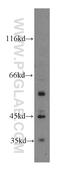 Odd-Skipped Related Transcription Factor 1 antibody, 13386-1-AP, Proteintech Group, Western Blot image 