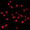 Speedy/RINGO Cell Cycle Regulator Family Member A antibody, orb412073, Biorbyt, Immunofluorescence image 