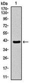 CDC Like Kinase 1 antibody, orb235102, Biorbyt, Western Blot image 