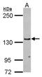 UPF1 RNA Helicase And ATPase antibody, NBP2-16905, Novus Biologicals, Western Blot image 