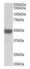 Keratin 20 antibody, orb12296, Biorbyt, Western Blot image 