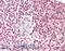 Pirin antibody, 46-193, ProSci, Immunohistochemistry frozen image 
