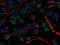Nestin antibody, ab6142, Abcam, Immunofluorescence image 