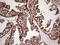 Stomatin-like protein 2 antibody, LS-C794305, Lifespan Biosciences, Immunohistochemistry paraffin image 