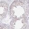 Proline And Serine Rich 3 antibody, HPA058492, Atlas Antibodies, Immunohistochemistry frozen image 