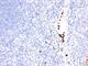 Myeloid Associated Differentiation Marker antibody, V2953IHC-7ML, NSJ Bioreagents, Immunohistochemistry paraffin image 