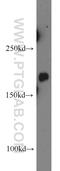 Patched 1 antibody, 17520-1-AP, Proteintech Group, Western Blot image 