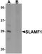 Signaling lymphocytic activation molecule antibody, A03988, Boster Biological Technology, Western Blot image 