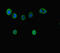 Bromodomain Containing 7 antibody, LS-C677312, Lifespan Biosciences, Immunofluorescence image 