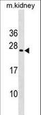 Mix Paired-Like Homeobox antibody, LS-C158144, Lifespan Biosciences, Western Blot image 
