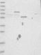 RAB11 Family Interacting Protein 3 antibody, NBP1-83999, Novus Biologicals, Western Blot image 