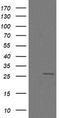 Cilia And Flagella Associated Protein 299 antibody, TA505987, Origene, Western Blot image 