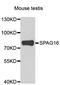 Sperm Associated Antigen 16 antibody, A7482, ABclonal Technology, Western Blot image 