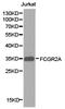 CD32a antibody, LS-B13064, Lifespan Biosciences, Western Blot image 