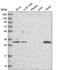 Downstream Neighbor Of SON antibody, PA5-58837, Invitrogen Antibodies, Western Blot image 