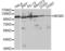 Minichromosome Maintenance Complex Component 3 antibody, LS-C331230, Lifespan Biosciences, Western Blot image 