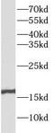 Putative RNA-binding protein 3 antibody, FNab07174, FineTest, Western Blot image 