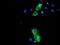 Neurolysin antibody, NBP2-01693, Novus Biologicals, Immunocytochemistry image 