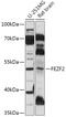 FEZ Family Zinc Finger 2 antibody, 18-064, ProSci, Western Blot image 