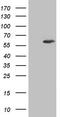 IKAROS Family Zinc Finger 3 antibody, TA804396S, Origene, Western Blot image 