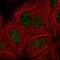 Serine/threonine-protein phosphatase 4 regulatory subunit 3A antibody, HPA063917, Atlas Antibodies, Immunofluorescence image 