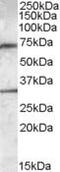 EDL antibody, NBP1-05031, Novus Biologicals, Western Blot image 