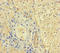 Keratin 71 antibody, orb29985, Biorbyt, Immunohistochemistry paraffin image 