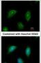 C2 Calcium Dependent Domain Containing 2 antibody, PA5-30727, Invitrogen Antibodies, Immunofluorescence image 