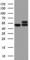 NADH dehydrogenase [ubiquinone] iron-sulfur protein 2, mitochondrial antibody, CF802340, Origene, Western Blot image 