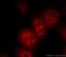 PAX3 And PAX7 Binding Protein 1 antibody, 21357-1-AP, Proteintech Group, Immunofluorescence image 