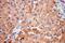 Ribonuclease A Family Member 11 (Inactive) antibody, 17203-1-AP, Proteintech Group, Immunohistochemistry frozen image 