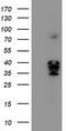 Calcium signal-modulating cyclophilin ligand antibody, LS-C787105, Lifespan Biosciences, Western Blot image 