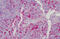 Gelsolin antibody, MBS242862, MyBioSource, Immunohistochemistry frozen image 