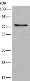 Calpain 14 antibody, PA5-68379, Invitrogen Antibodies, Western Blot image 