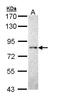 ECPTP antibody, LS-C109447, Lifespan Biosciences, Western Blot image 