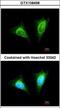 Killer Cell Lectin Like Receptor C1 antibody, GTX108498, GeneTex, Immunocytochemistry image 