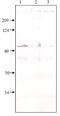 High affinity cAMP-specific and IBMX-insensitive 3 ,5 -cyclic phosphodiesterase 8A antibody, GTX14619, GeneTex, Western Blot image 