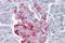 Proprotein Convertase Subtilisin/Kexin Type 1 antibody, PA5-40789, Invitrogen Antibodies, Immunohistochemistry frozen image 