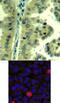p220 antibody, 79-422, ProSci, Immunohistochemistry frozen image 