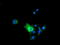 Pyrroline-5-Carboxylate Reductase 2 antibody, TA501876, Origene, Immunofluorescence image 