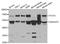Transcription Factor CP2 antibody, orb167424, Biorbyt, Western Blot image 