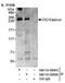 Protein capicua homolog antibody, TA309609, Origene, Western Blot image 