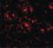 Death Associated Protein antibody, LS-B10116, Lifespan Biosciences, Immunofluorescence image 