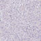 Solute Carrier Family 18 Member A1 antibody, HPA063797, Atlas Antibodies, Immunohistochemistry paraffin image 
