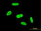 Integrator Complex Subunit 6 antibody, LS-C133718, Lifespan Biosciences, Immunofluorescence image 
