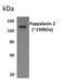Pappalysin 2 antibody, GTX52960, GeneTex, Western Blot image 