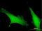 EF-hand calcium-binding domain-containing protein 4B antibody, H00084766-B01P, Novus Biologicals, Immunofluorescence image 