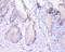 Proteasome Subunit Beta 4 antibody, A52715-100, Epigentek, Immunohistochemistry paraffin image 